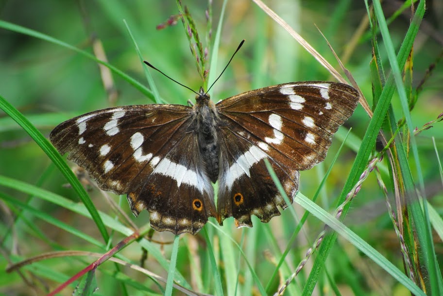 Apatura tardiva